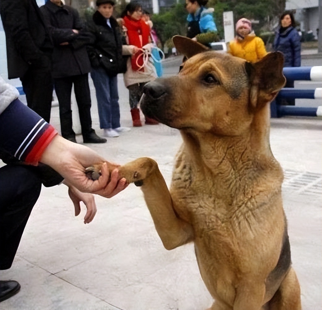 这6种狗温顺得不像话却少有人知,最建议养的几种狗可爱但很凶猛