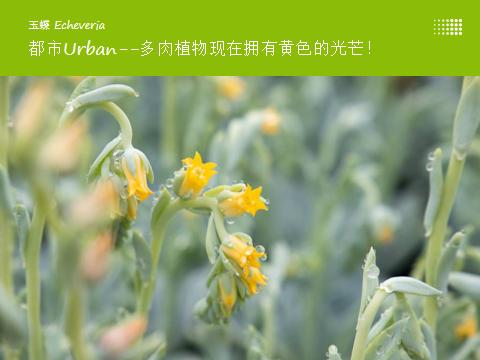 德国疫情带来的变化,德国园艺市场趋势