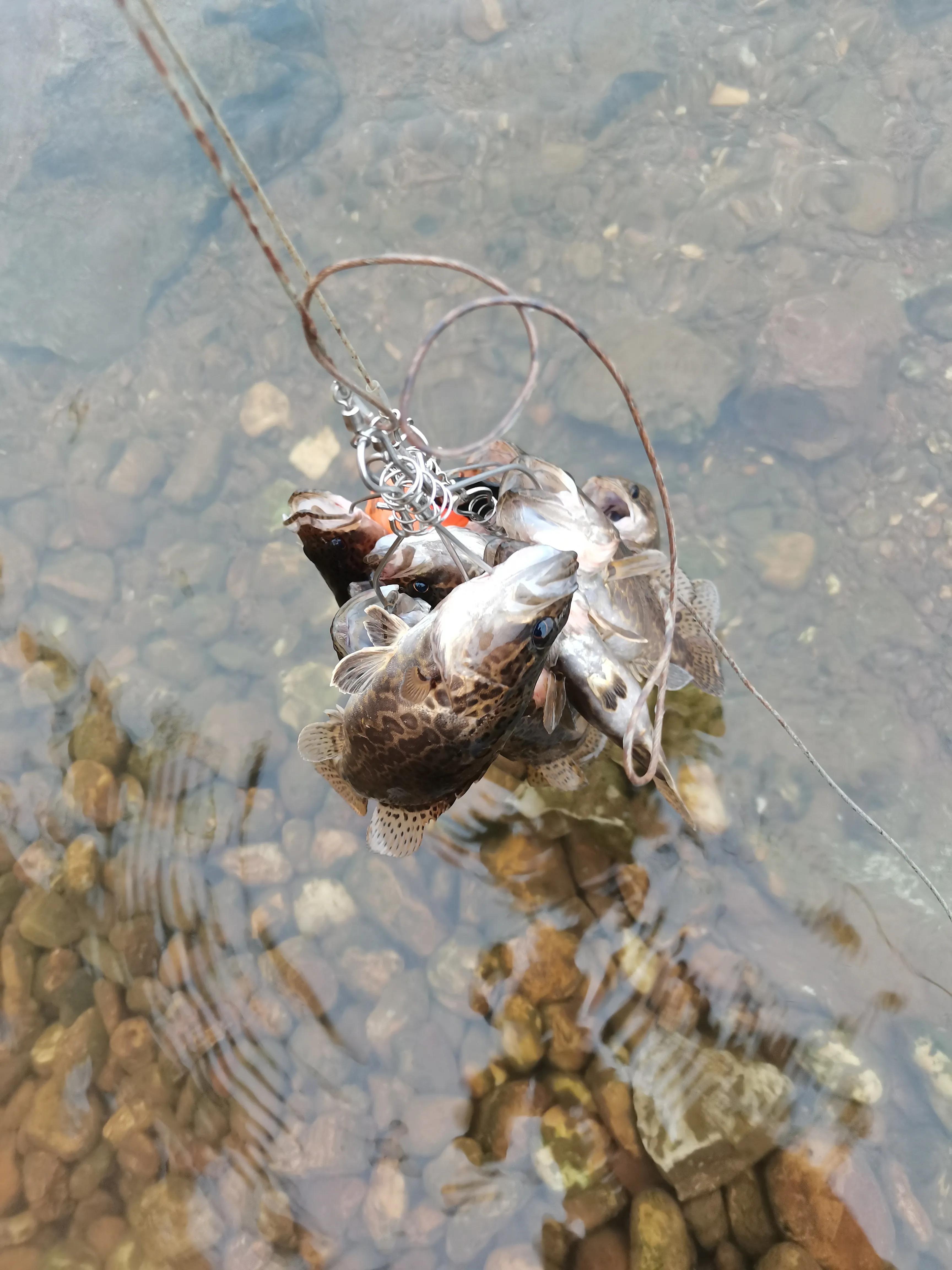 疯狂路亚alc感度,路亚上鱼感度由什么决定