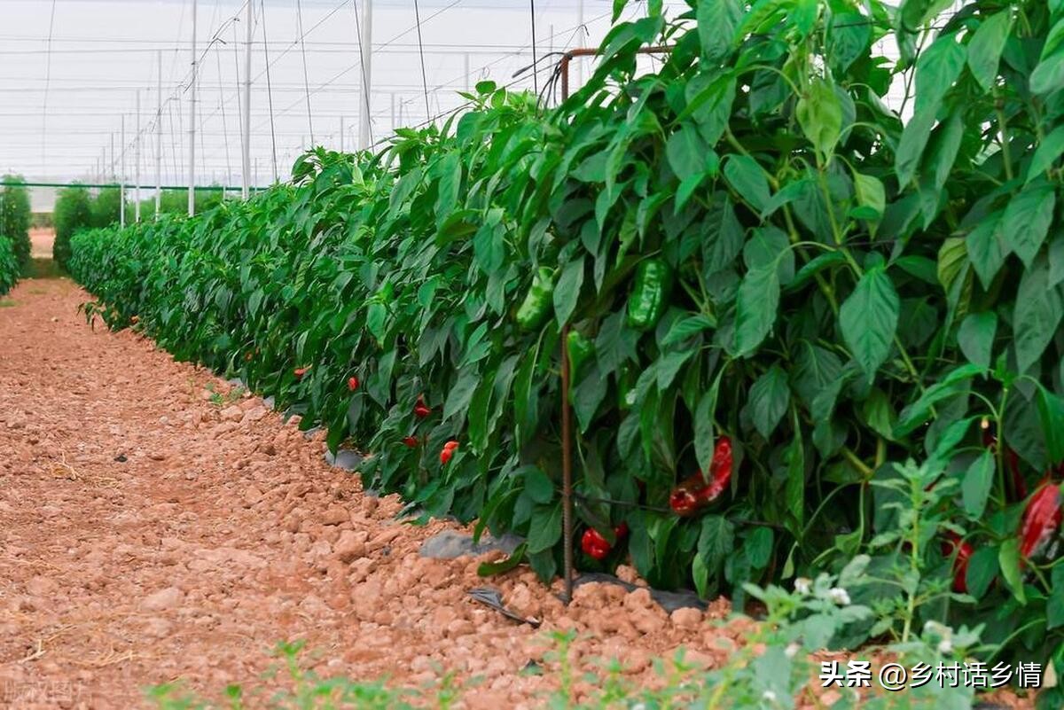 种植蔬菜的16个增产增收的技巧,每天分享蔬菜种植知识增产增收