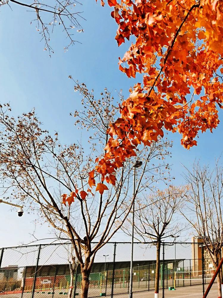 层林尽染的视频号,濮阳医专学历怎么样