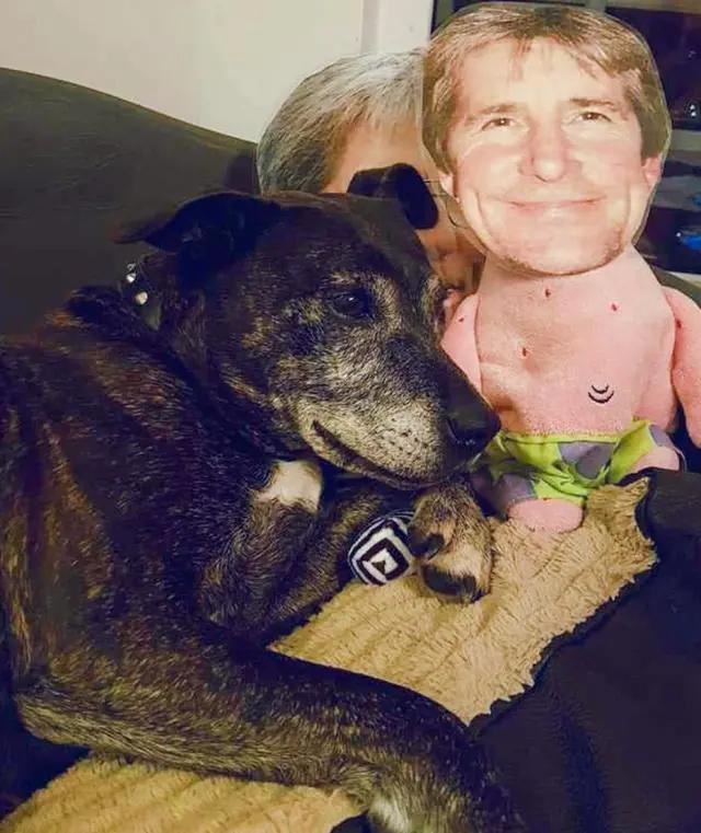 狗狗有分离焦虑症要再养一只吗,狗狗分离焦虑主人出门就要叫