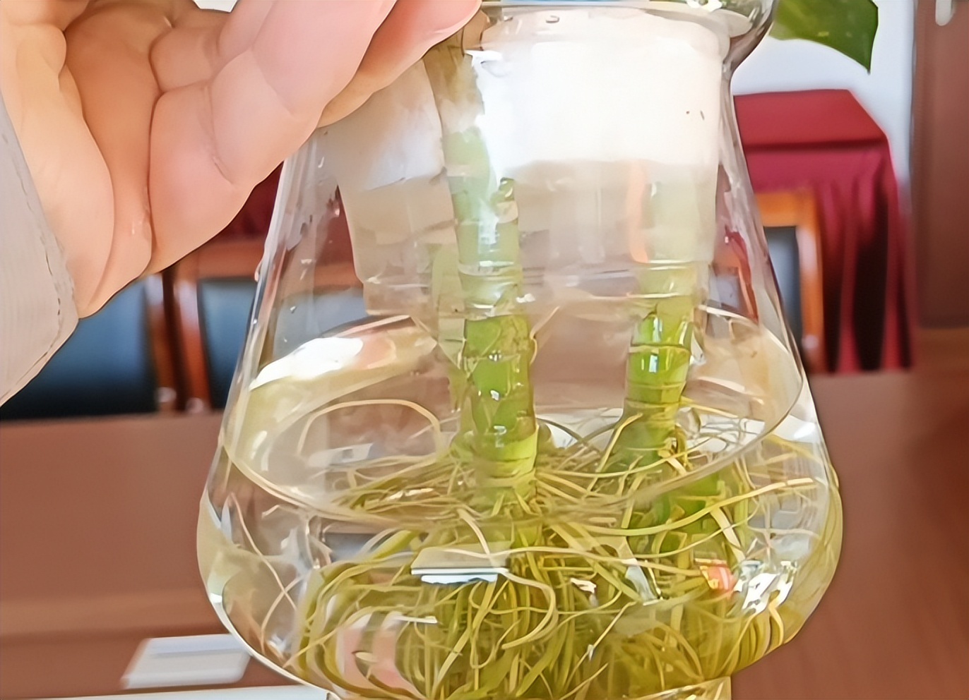 水培观音竹叶子发黄怎么补救,土培观音竹叶子发黄什么原因