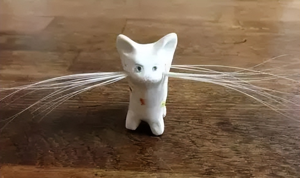 收集猫咪的胡须会带来好运？但它有这么多用途，不能剪