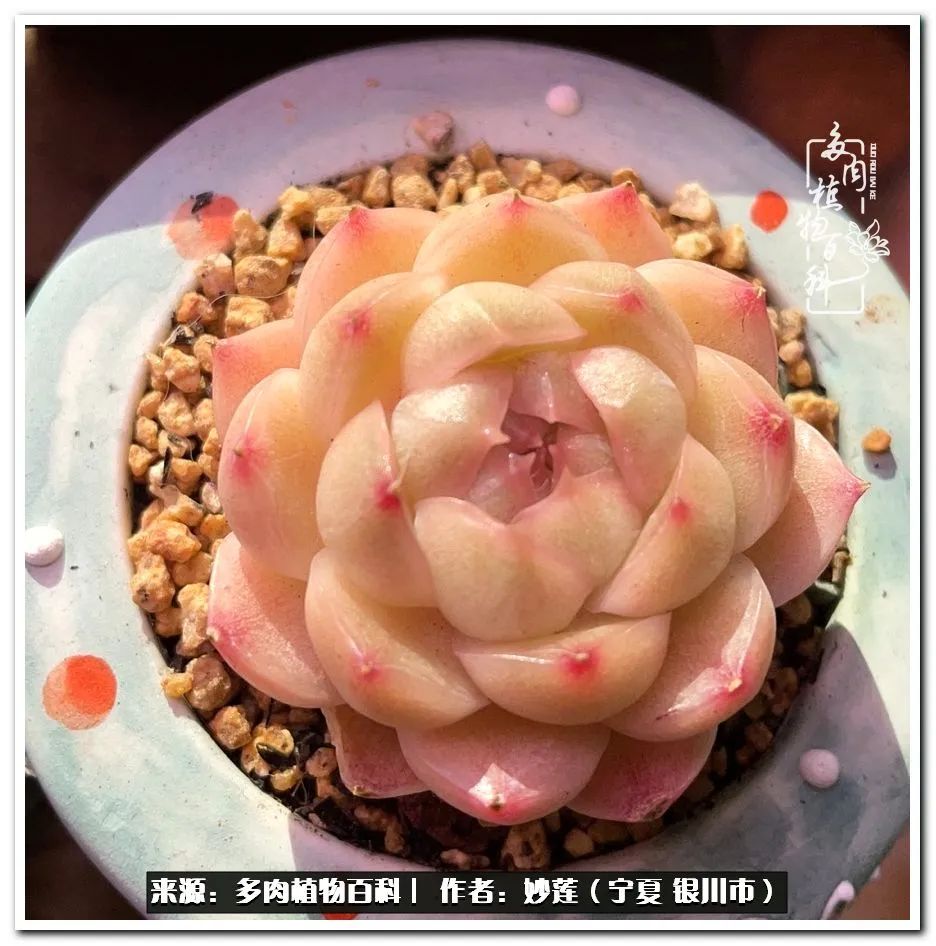 世间繁华三千不如一隅清欢,世间繁华三千不如有一院清欢