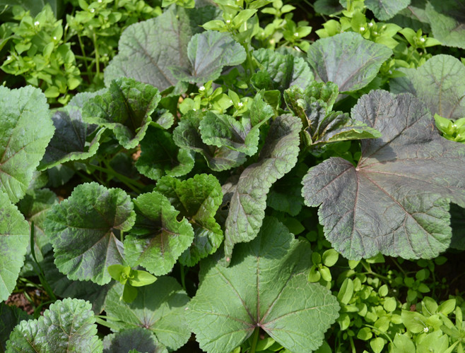 可以吃的野菜大全100种图解,教你认识100种野菜