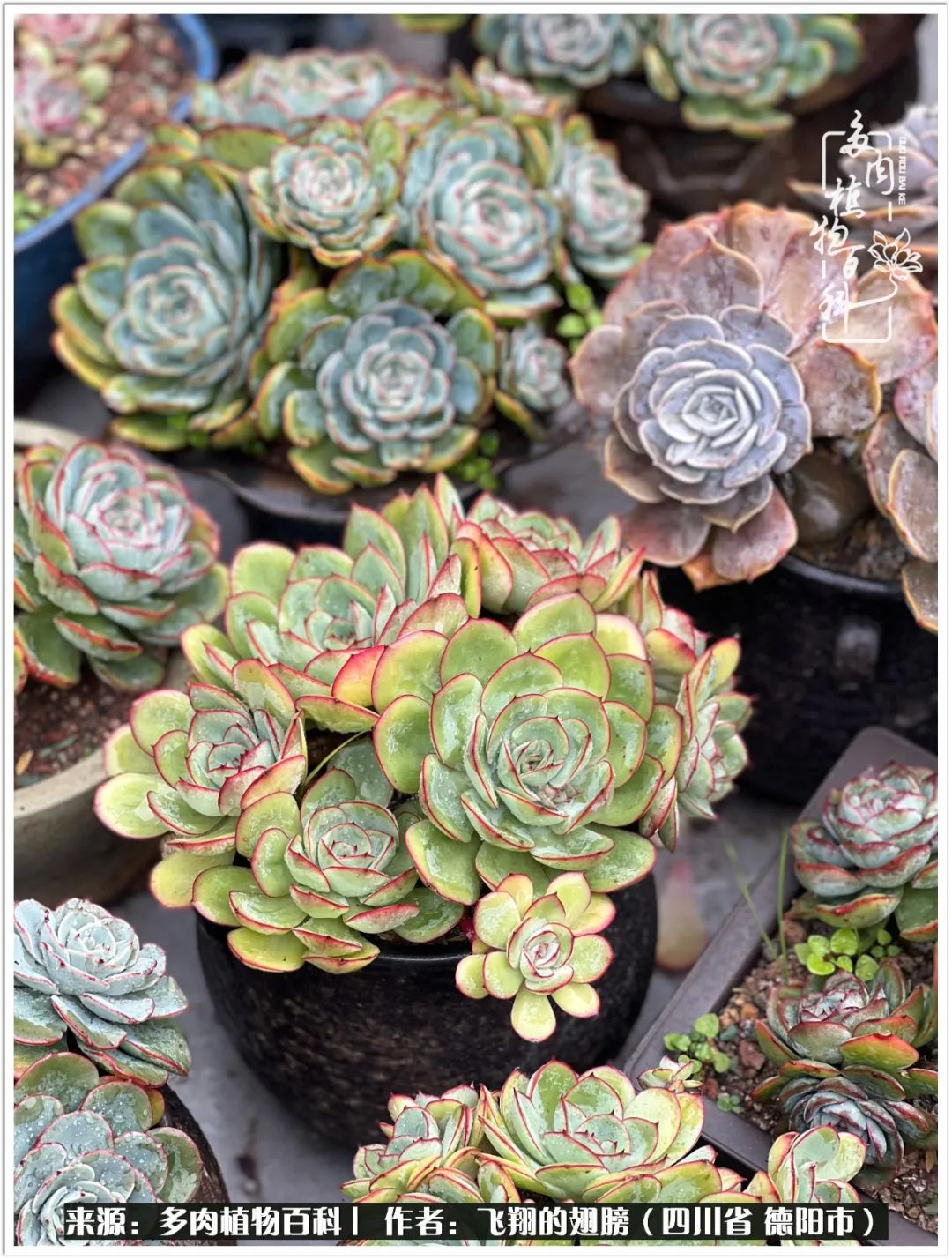 多肉的正确养殖方法冬天怎么养活,多肉怎么养活而且长得快且好看