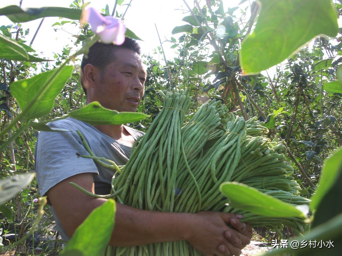 核桃施肥口诀顺口溜,施肥口诀顺口溜
