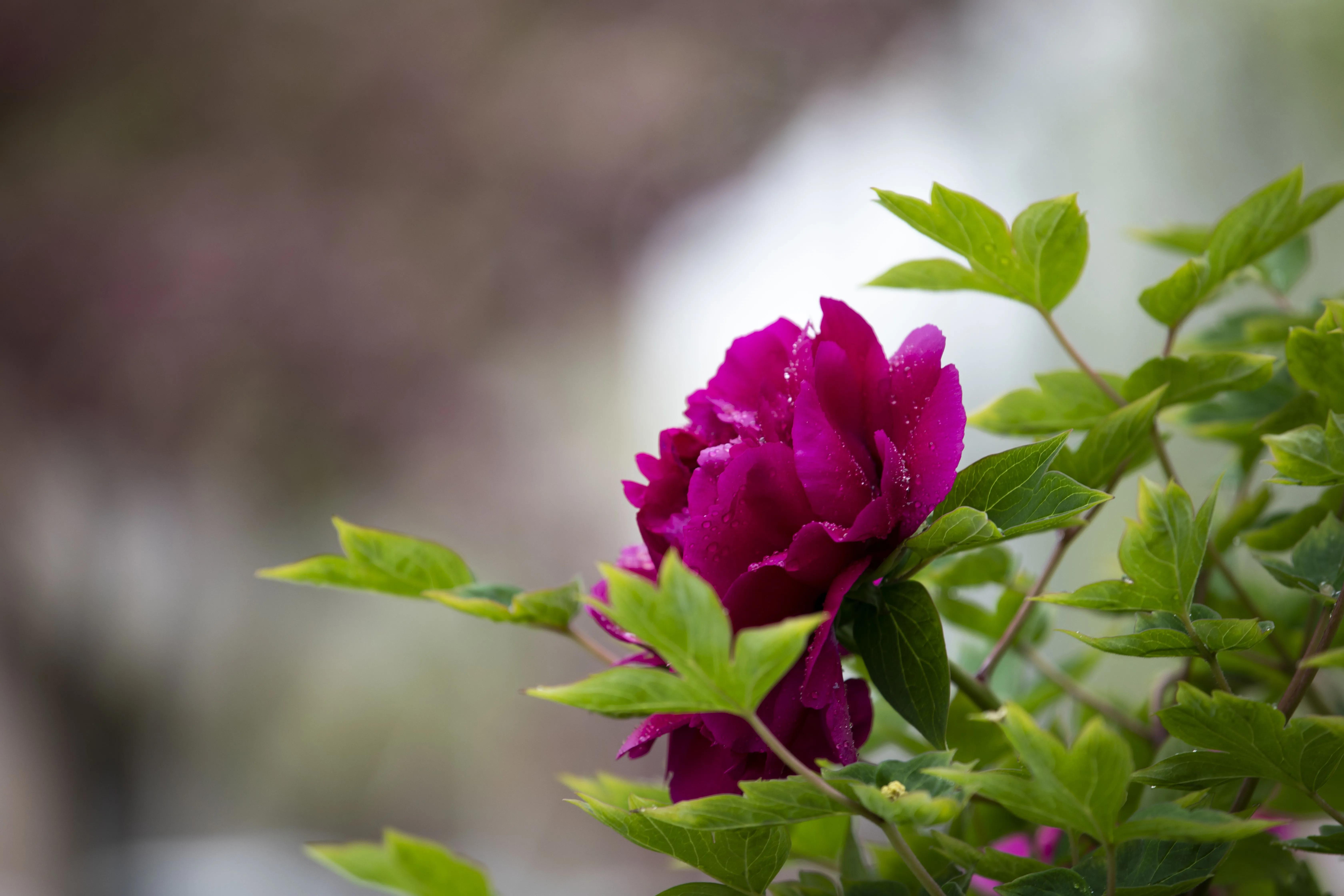 牡丹花开得雍容华贵芳香四溢,牡丹花开雍容华贵视频