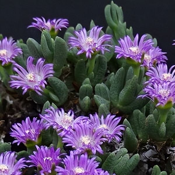 102个大类近500个多肉植物图片，都极其美丽，建议在家中也养一盆