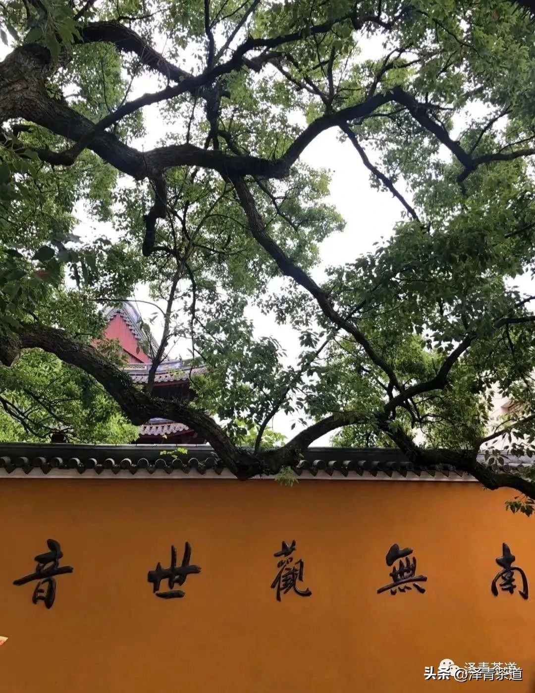 “自古名寺出名茶”，什么样的茶才能称为禅茶呢？