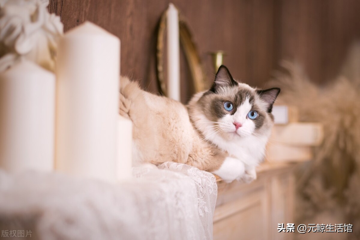 养猫如何盈利,养猫省钱平台