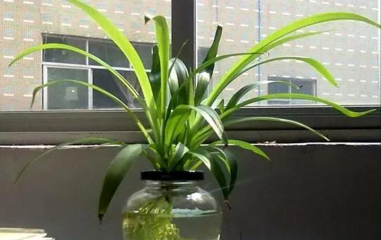 油画吊兰可以用水养吗,吊兰用水养浇啥肥料