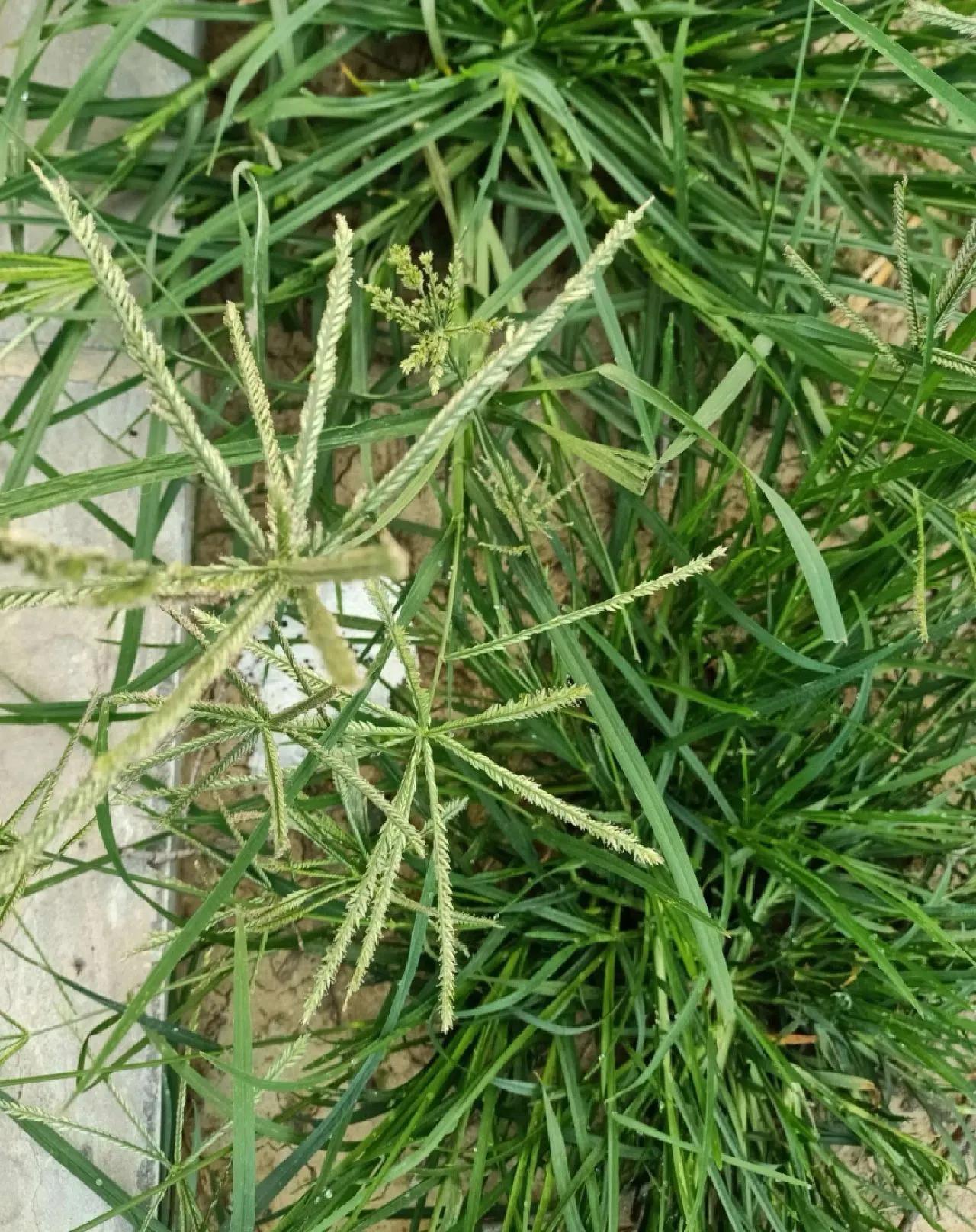 农村常见的顽固藤条植物,农村常见的止血植物图片