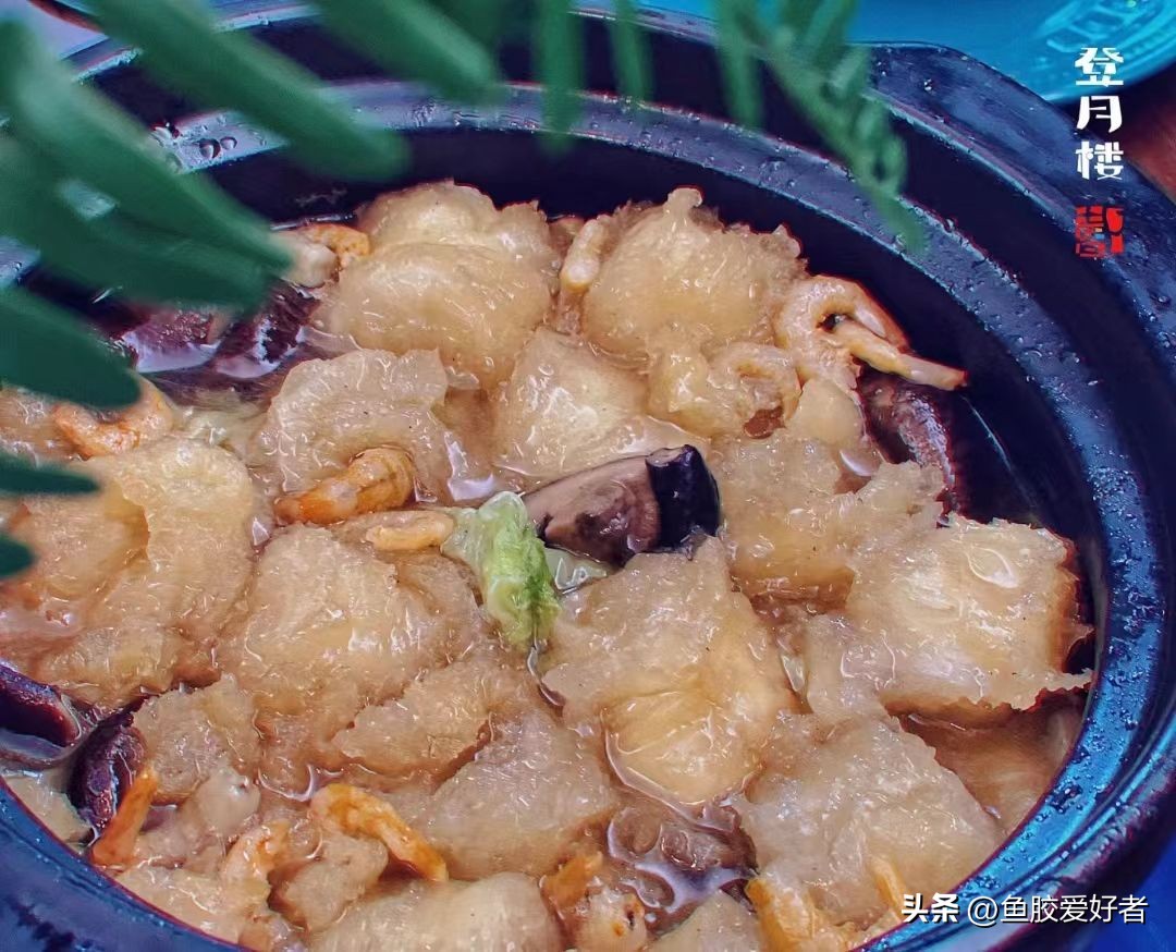 科普鱼胶赤嘴种类大全,关于鱼胶的知识讲座视频