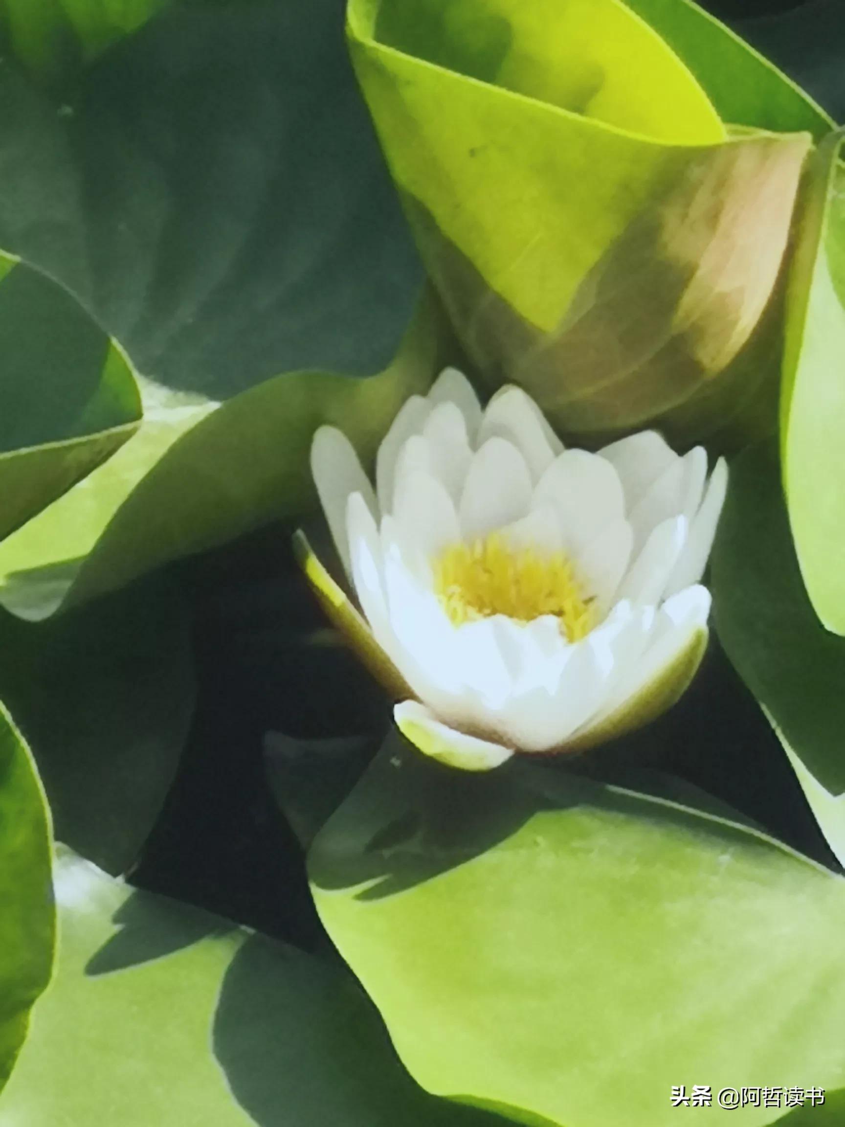 夏日荷花/风影摇曳波光粼，出水芙蓉最可人，一片冰心付与君