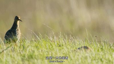 原来它们也有“性丑闻”，这片看完让我大开眼界