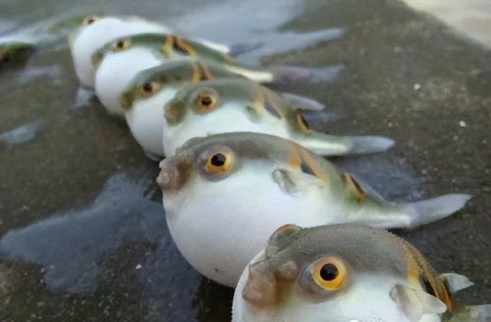 河豚毒性,河豚为什么吃了有毒的食物不中毒