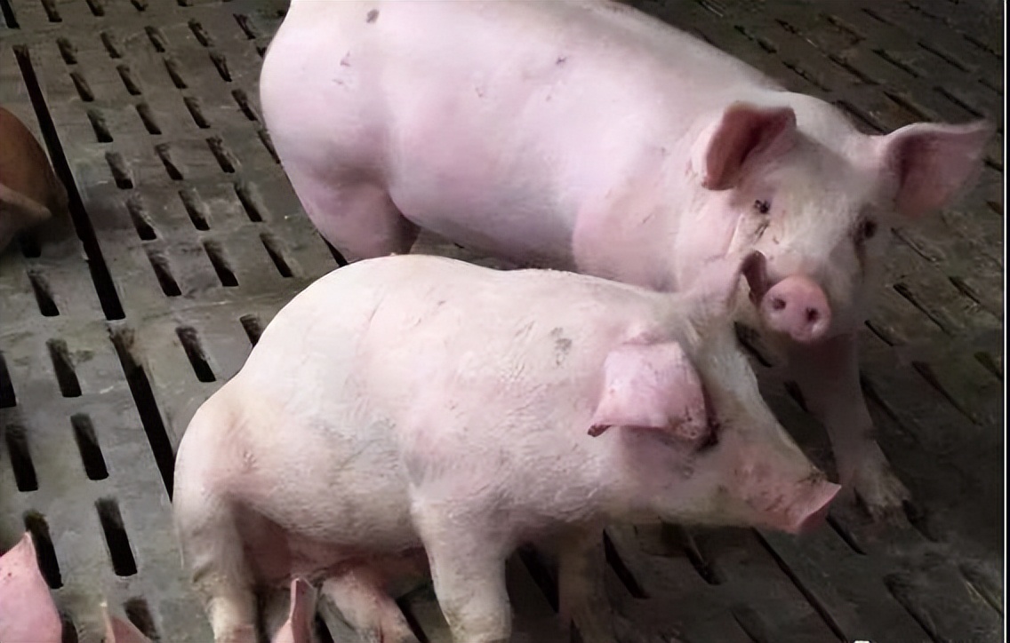 猪喘气有什么症状和治疗方法,猪喘气很严重是怎么回事