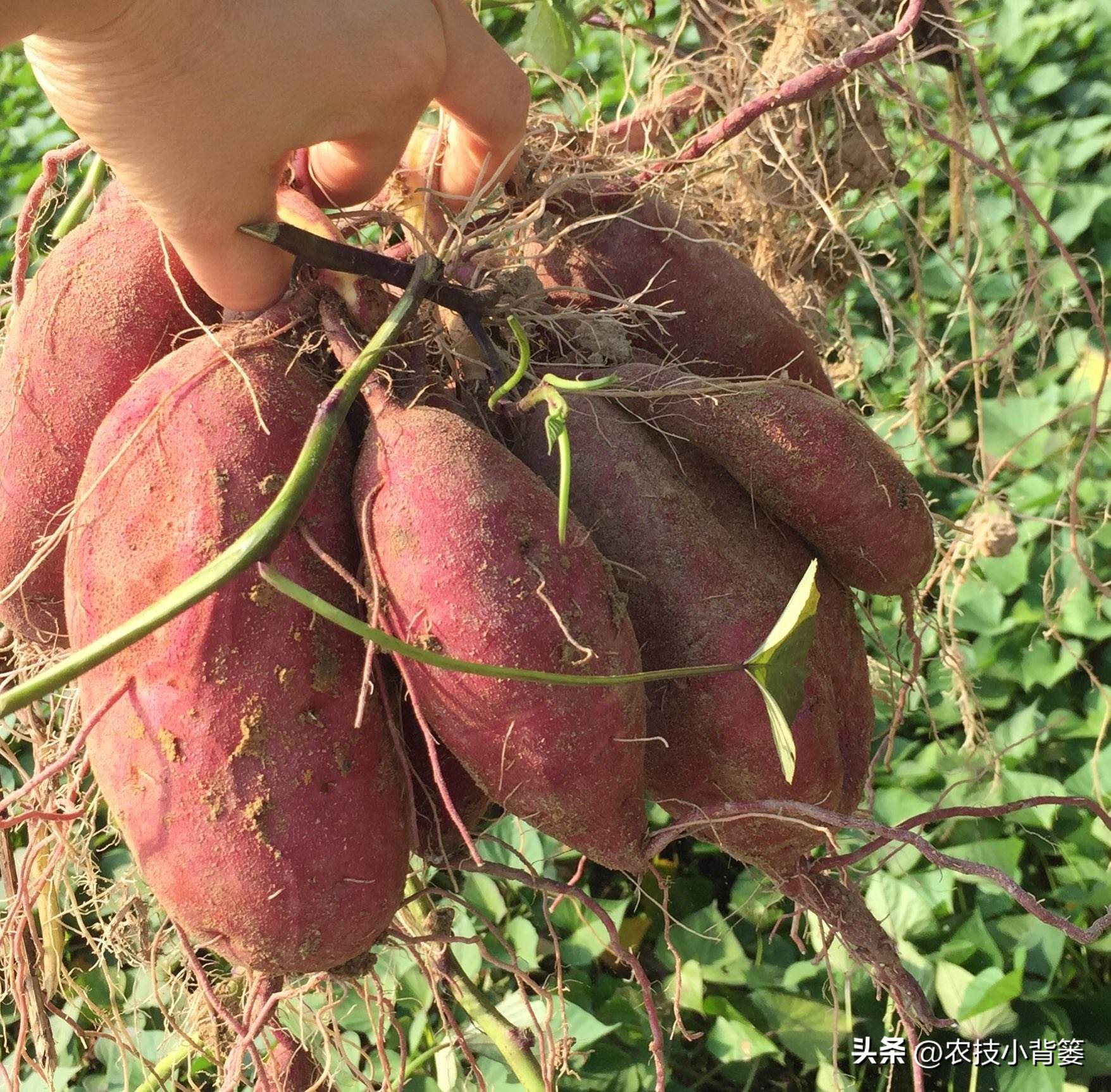 大棚种瓜的方法和技巧,使用什么药物才能让地瓜高产