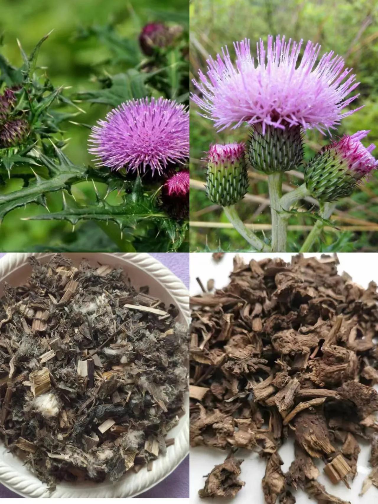 中秋考察葛家洞——葛洪在民间治病采用药物种类功效及养生方法