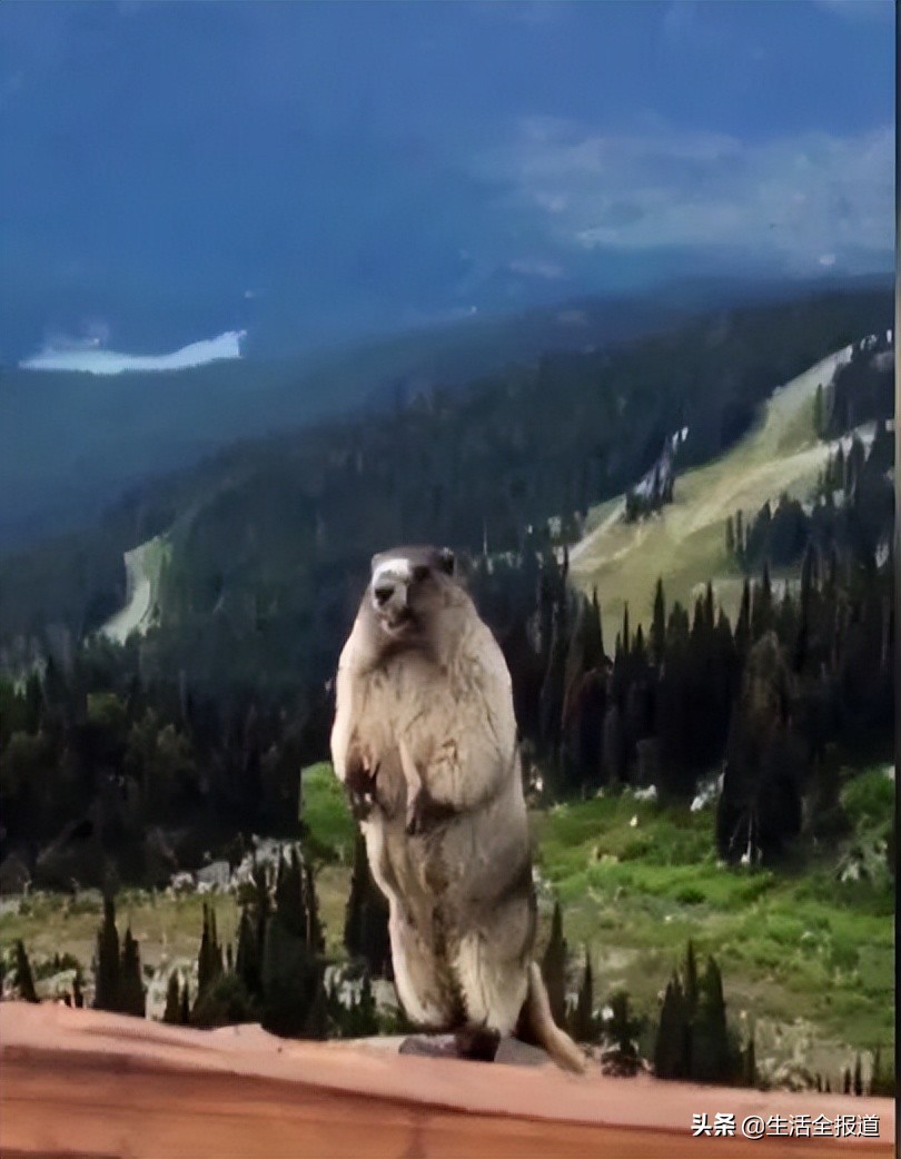 养新动物,从小养的土拨鼠