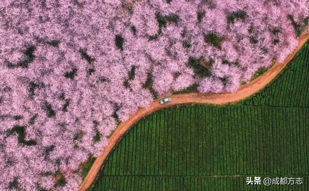 春分必吃三种食物,春分前吃什么野菜最好