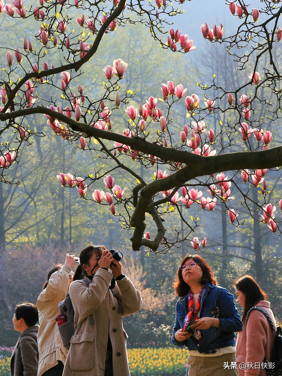 西湖的春天是旅行最美好的季节,走进西湖春天美景