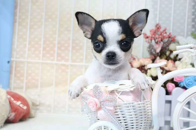 老年吉娃娃犬支气管哮喘的症状,吉娃娃得了神经炎怎么治疗