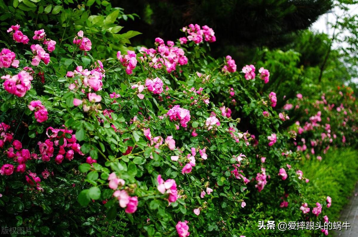 生如夏花灿烂的时候,生如夏花绚烂绽放歌曲视频