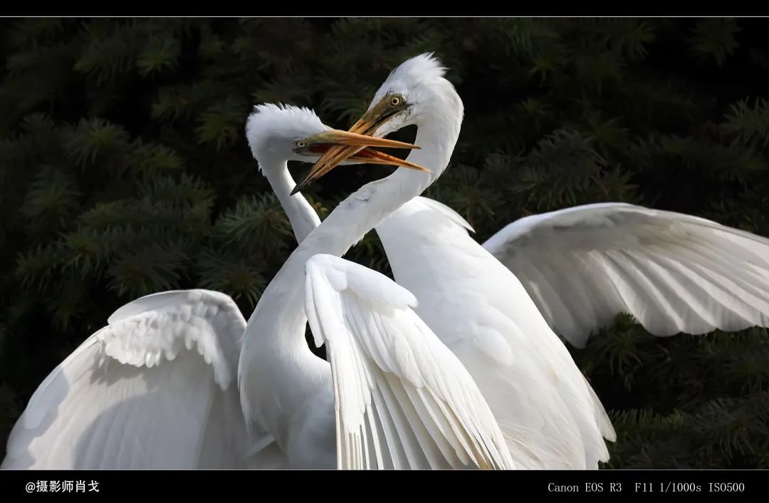 哪里能买到佳能rf800mmf5.6定焦镜头,佳能rf600与佳能rf800mm对比图