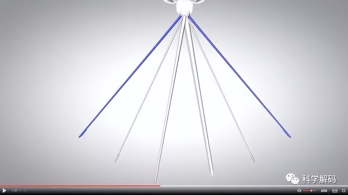 蚊子的嘴解剖,蚊子的内脏解剖照片