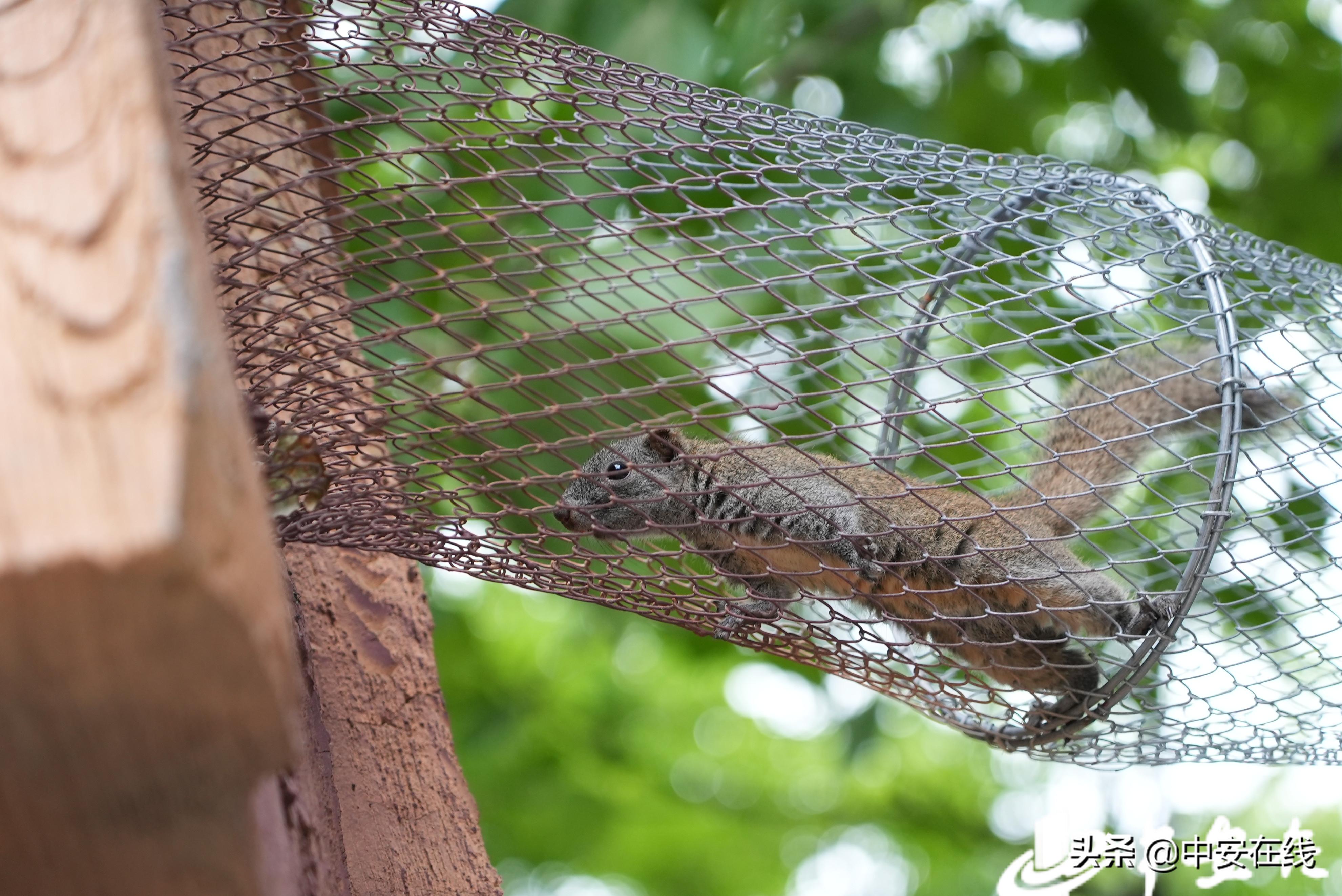 合肥野生动物园儿童乐园,六一儿童节合肥动物园