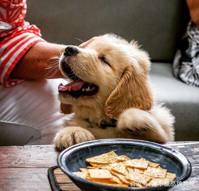怎样判断狗狗是中型犬还是小型犬,如何判断狗狗的犬型