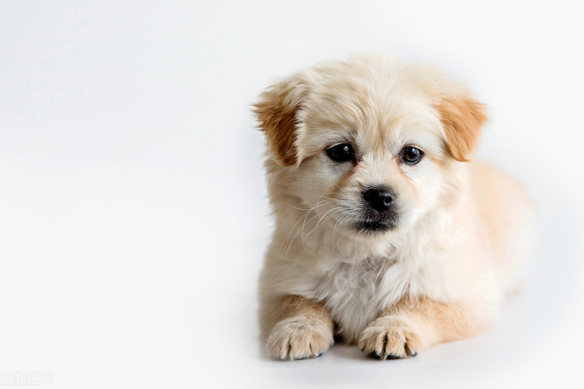 可爱的小狗一般卖多少块钱,小狗卖多少钱一只可爱不咬人