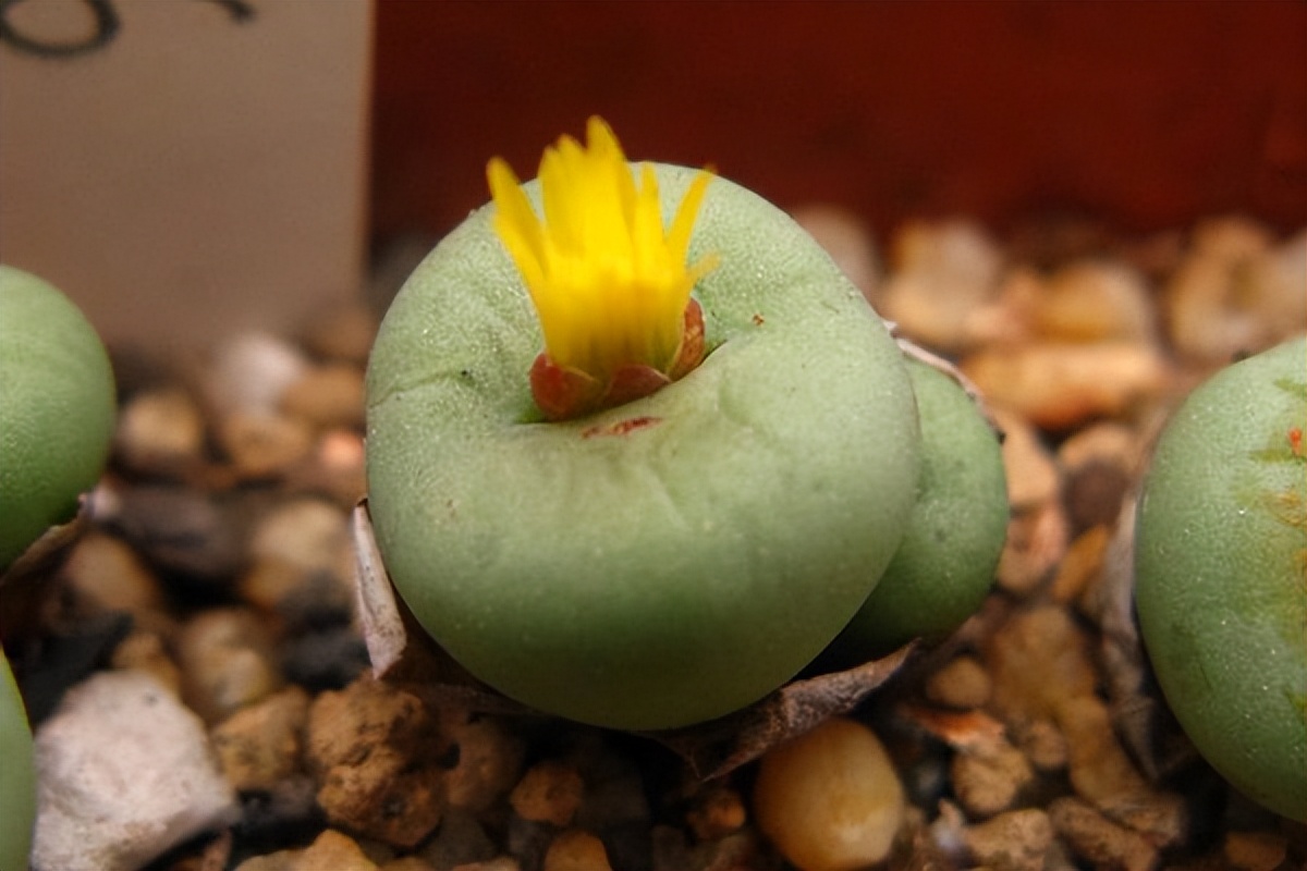 8种多肉太上头，外形独特又可爱，让人直呼太有趣了