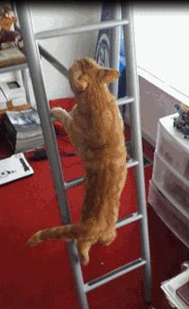 猫咪爱你的症状,猫咪想养你的10大征兆