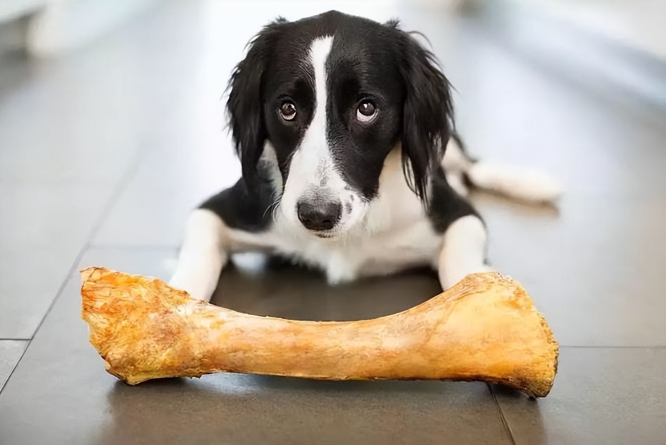 用养人的方法养狗,长期养猫的6大好处