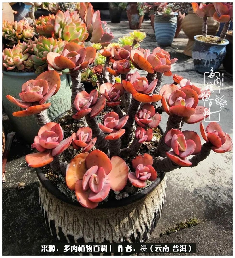 云南的冬天没有云！养肉七年，不谈得失，只论陪伴！