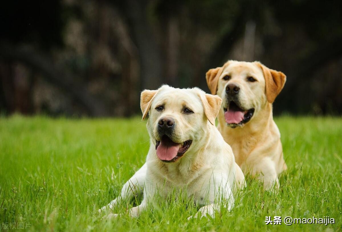 拉布拉多纯正血统幼犬,纯种拉布拉多犬幼犬出售信息大全