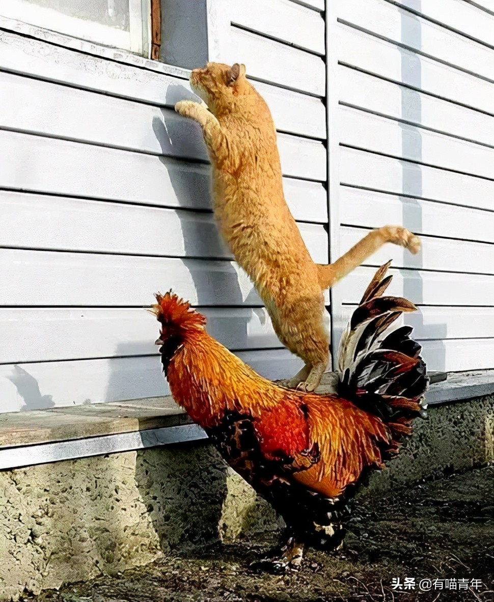 公鸡：他们在做啥午餐？猫：你老婆炖土豆