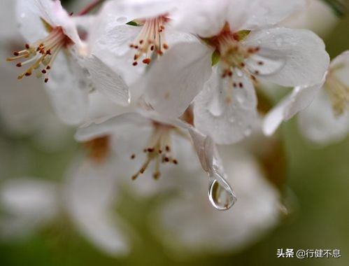 洒落最经典十首梨花诗句,赞美梨花一枝春带雨的诗句