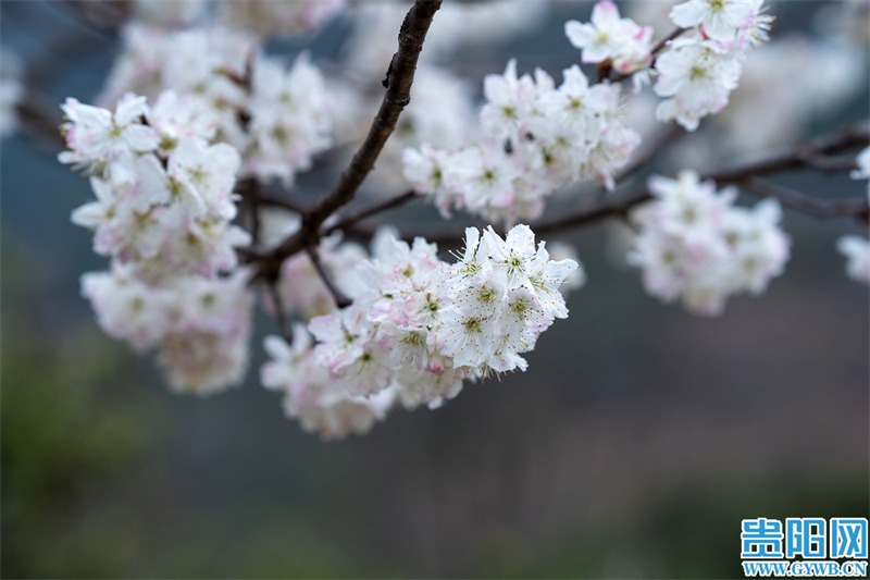 3月贵阳周边赏花,2022年贵阳赏花有哪些地方