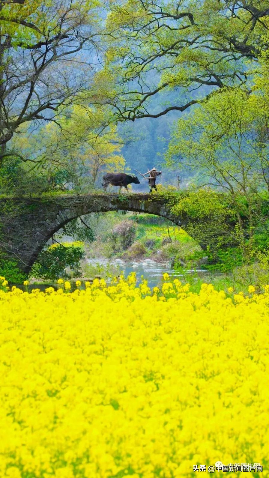 招募！荷赛大师带您记录“美丽中国美丽婺源”