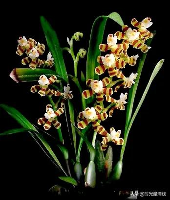 花中四君子之一兰花,兰花花草欣赏