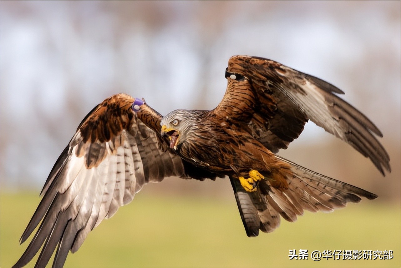 佳能eosr6和r8测评,佳能eosr8和eosr6哪个好