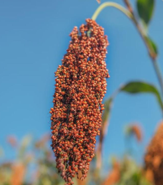 买纯粮食白酒怎么看瓶上标志,买酒时只要有什么标识才是正品酒