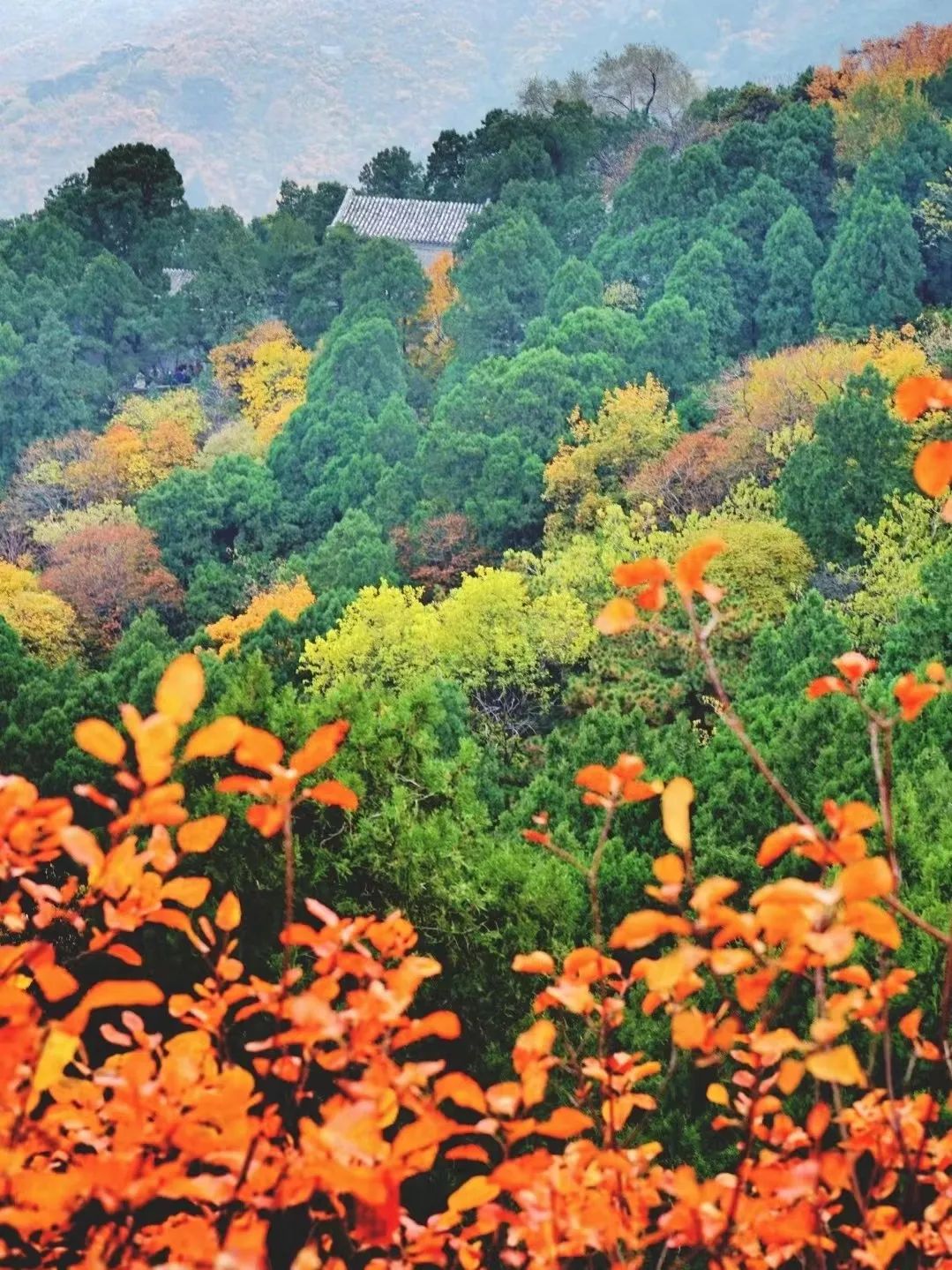 一入秋北京就变成了北平原文,一入秋北京就成了北平是谁说的