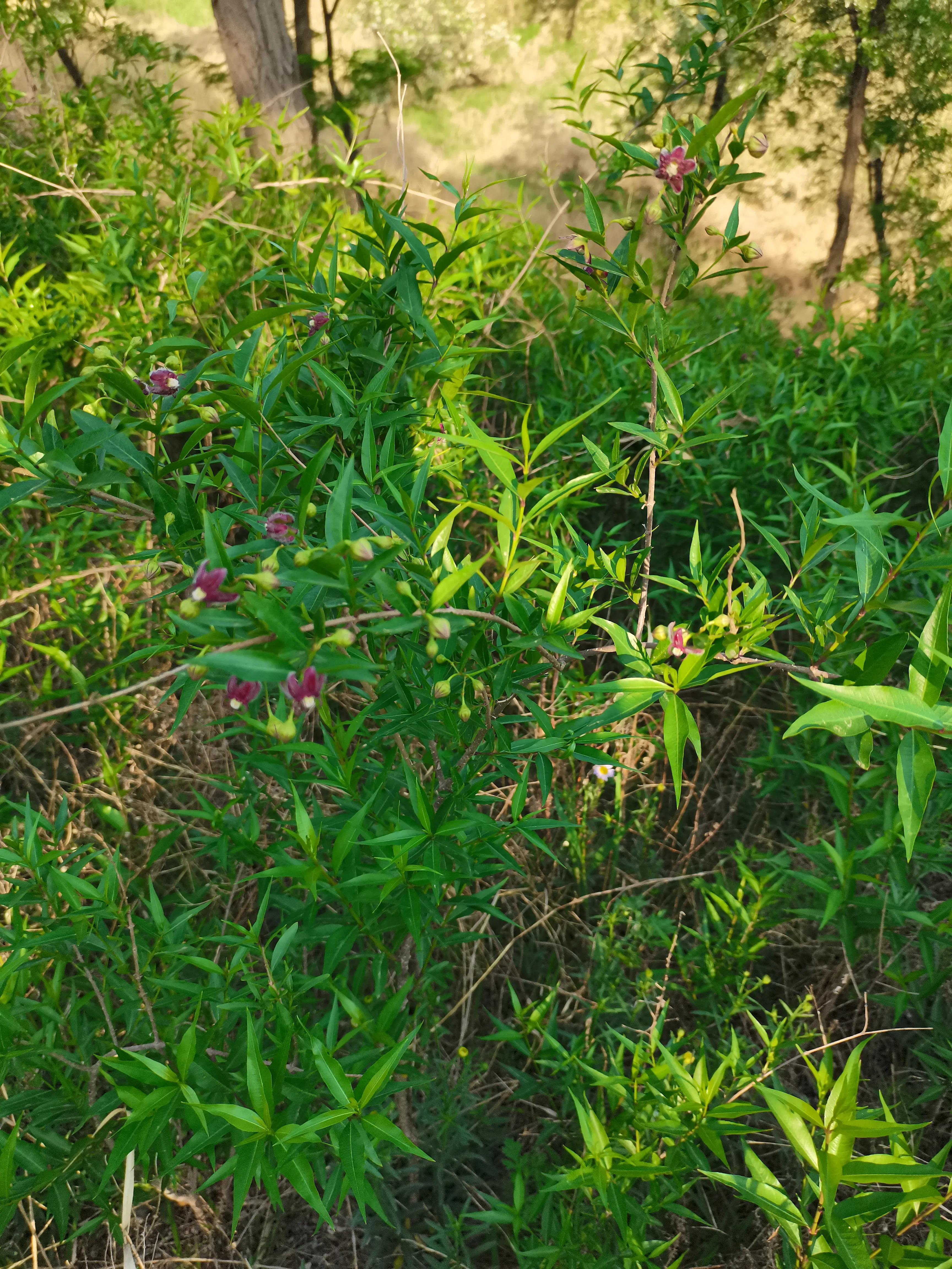 酸枣叶制茶做法,山上的野生酸枣叶可以采摘做茶吗