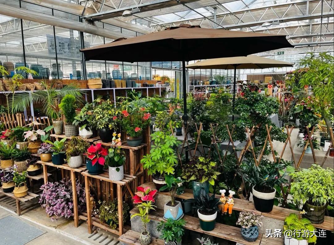 大连花市哪里最好玩,大连的花市有哪些